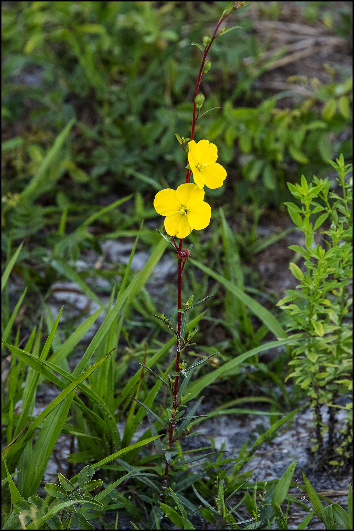 Image of Seaside Primrose-Willow