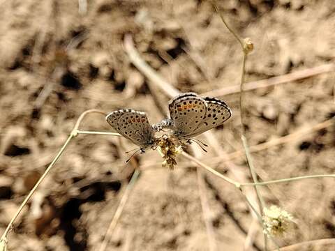 Euphilotes enoptes (Boisduval 1852)的圖片