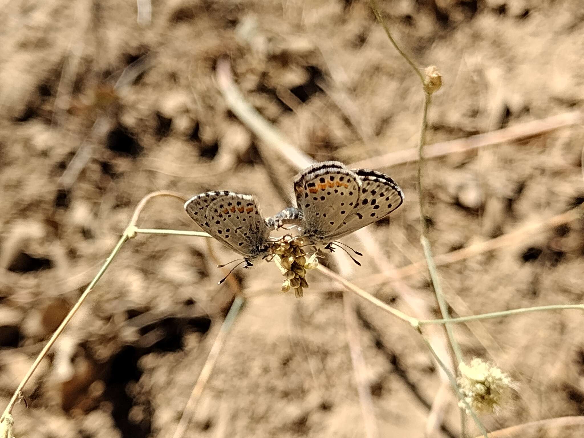 Image of Dotted Blue