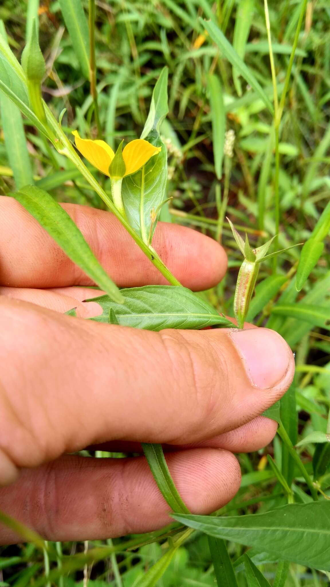 Sivun Ludwigia decurrens Walt. kuva