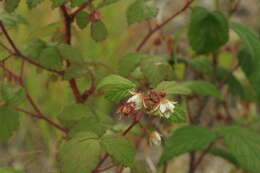 Image of Rubus sachalinensis H. Lév.