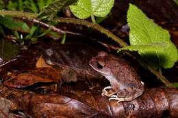 Image of Montane Litter Frog