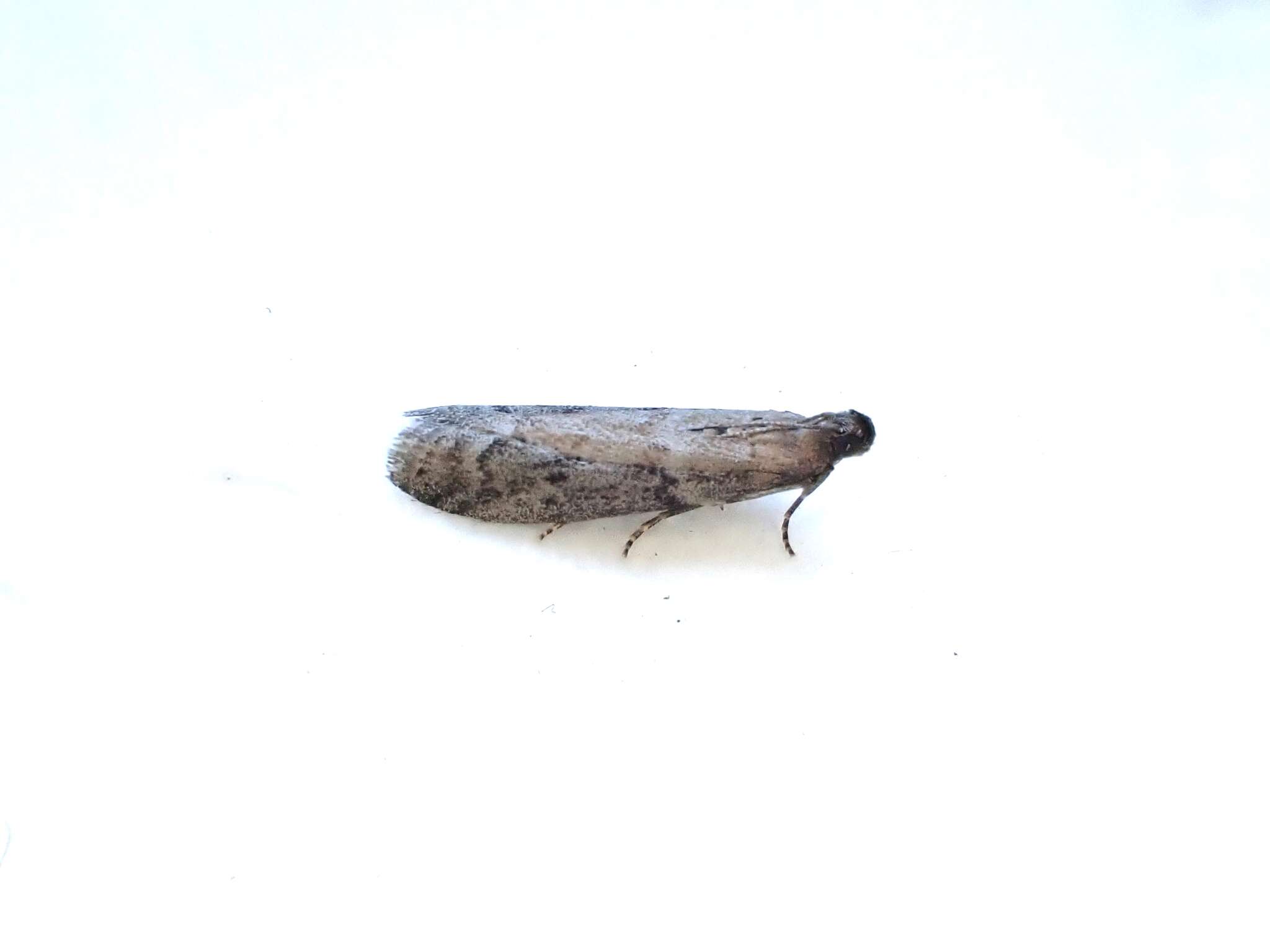 Image of Mediterranean Flour Moth