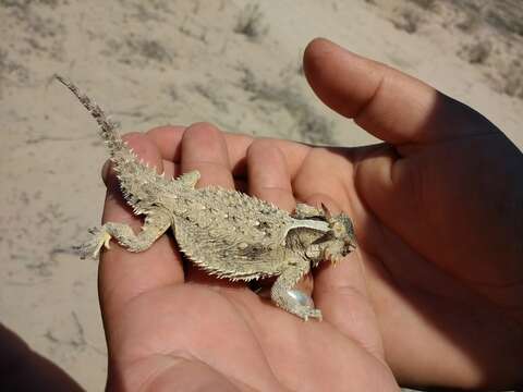 Image of Cedros Island Horned Lizard