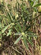 Image of whitewhorl lupine