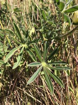 Imagem de Lupinus densiflorus Benth.