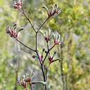 Imagem de Anigozanthos flavidus Redouté