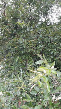 صورة Lagerstroemia parviflora Roxb.