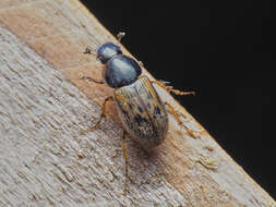 Image of Nimbus contaminatus (Herbst 1783)