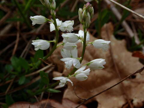 Image of Chalk milkwort