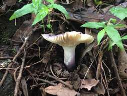 Image of Russula amoenicolor Romagn. 1962