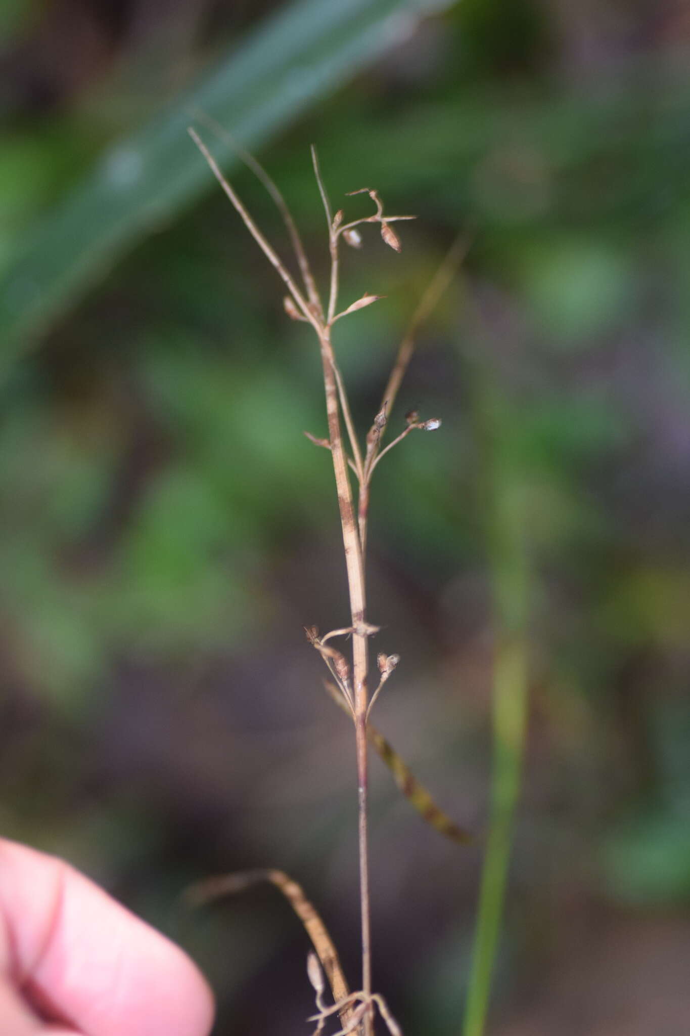 Sivun Costularia leucocarpa (Ridl.) H. Pfeiff. kuva