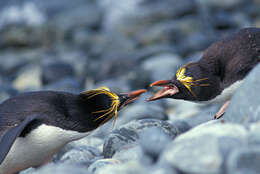 Image of Macaroni Penguin