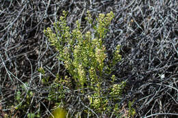 Image of shaggyfruit pepperweed