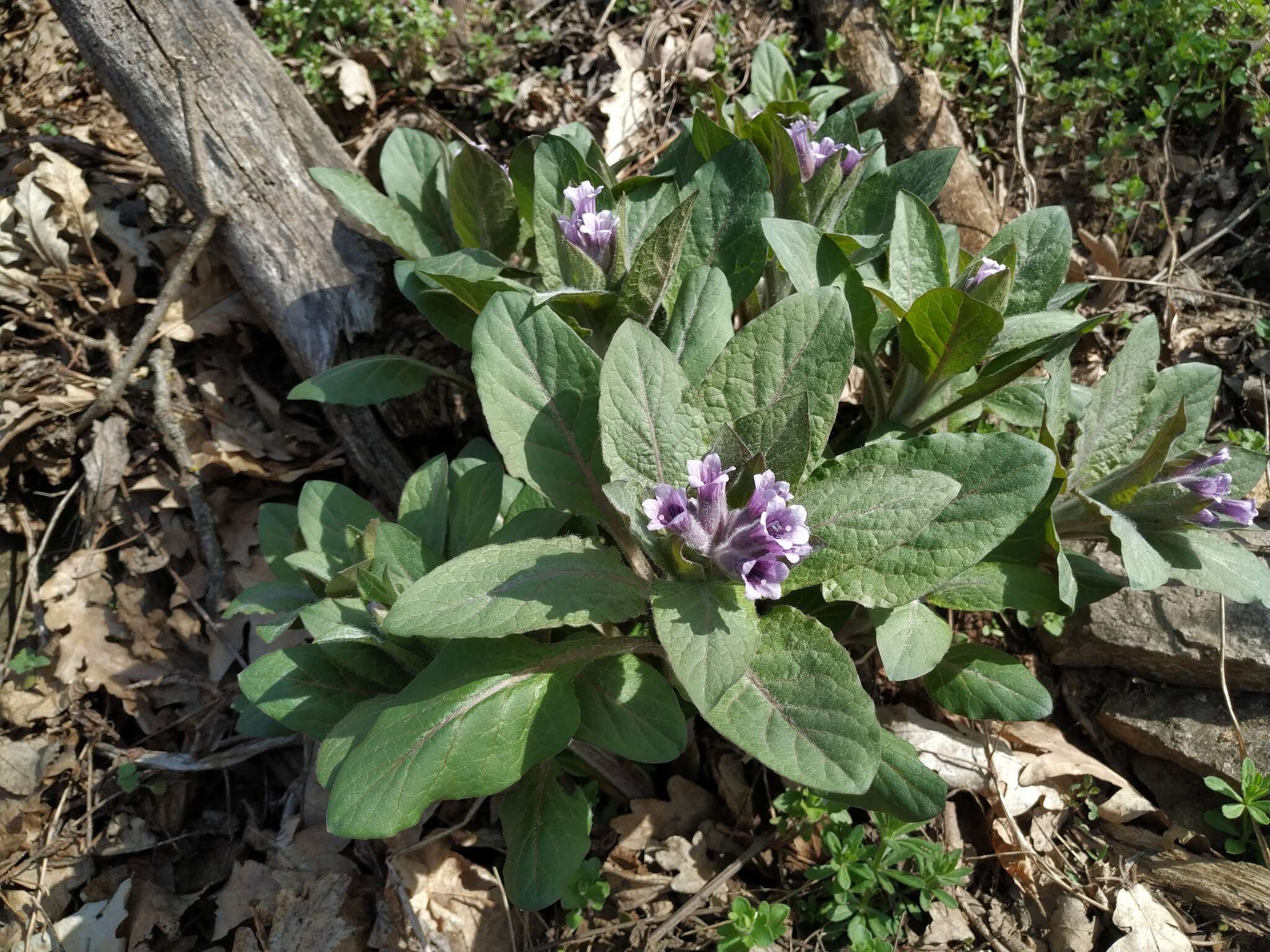 Image of Physochlaina orientalis (M. Bieb.) G. Don