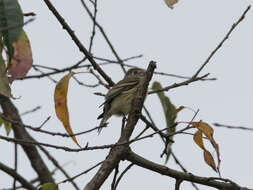 Empidonax hammondii (Xántus 1858)的圖片