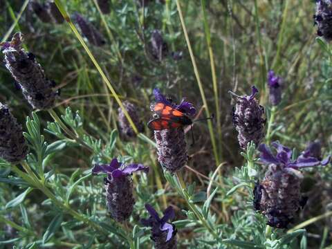 Image of Zygaena graslini Lederer 1855