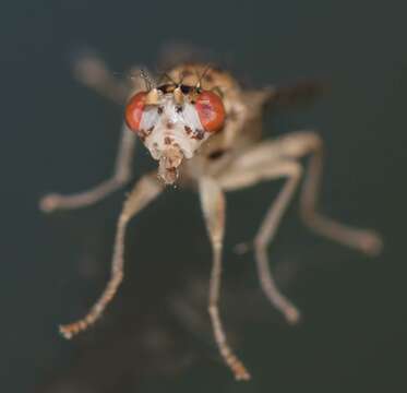 Image of Poecilographa