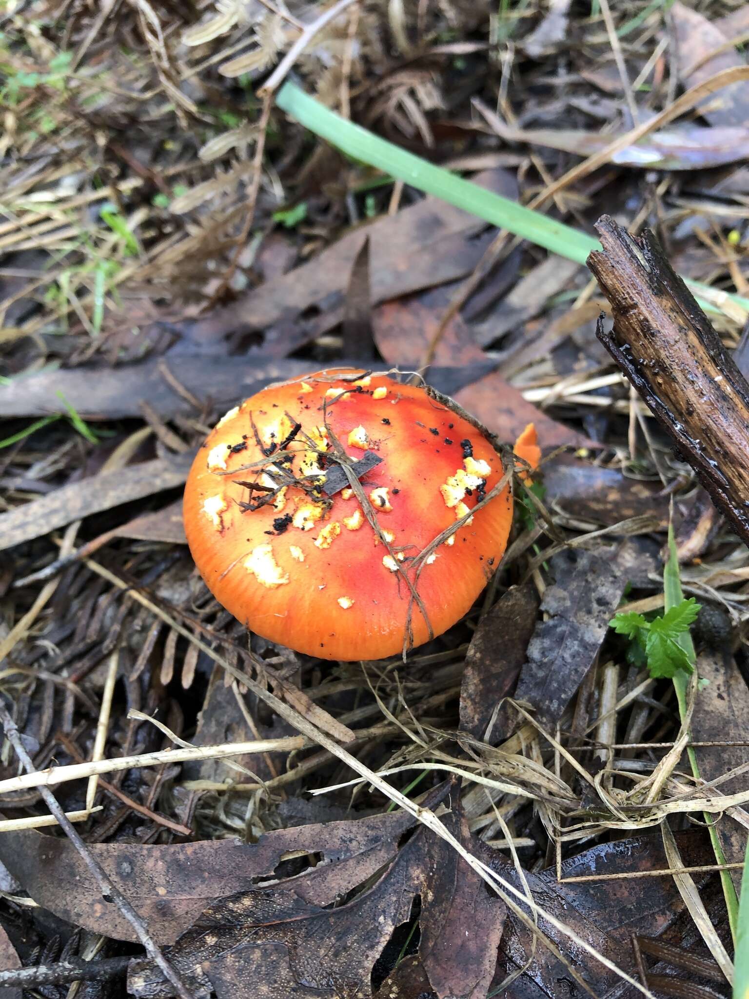 Image of Amanita xanthocephala (Berk.) D. A. Reid & R. N. Hilton 1980