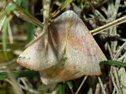 Image of Mataeomera ligata Lucas 1895