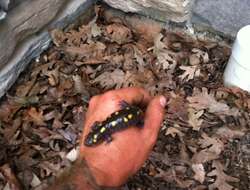 Image of Spotted Salamander