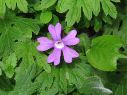 Primula palmata Hand.-Mazz. resmi