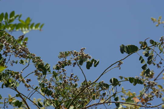 Plancia ëd Dalbergia volubilis Roxb.