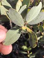 Слика од Arctostaphylos rainbowensis J. E. Keeley & A. Massihi