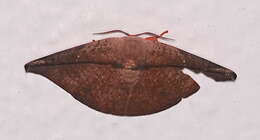 Image of Oreta perobliquilinea Warren 1923