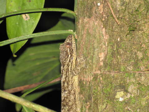 صورة Thecadactylus solimoensis Bergmann & Russell 2007