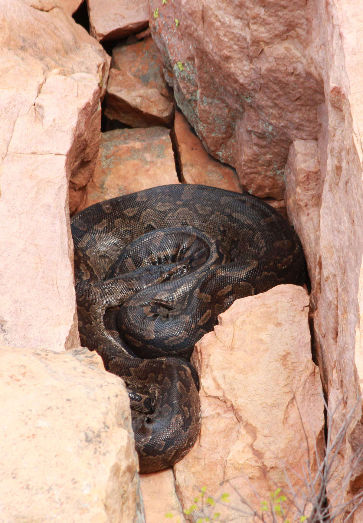 Image of Southern African Python