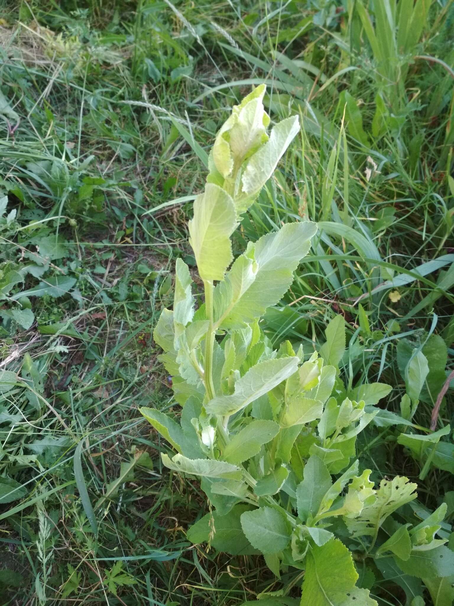 Image of Alecost or Balsam Herb