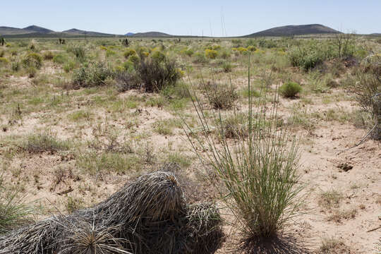 Image of spike dropseed