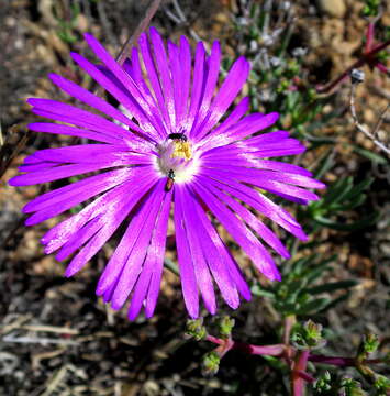 Image of Lampranthus affinis L. Bol.