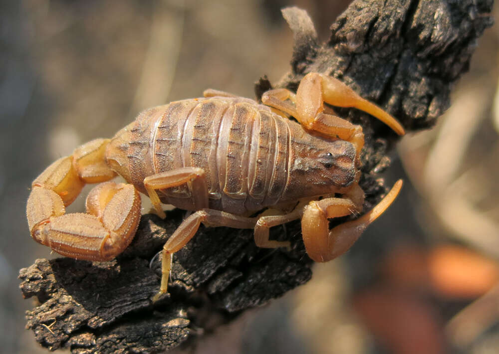 Image of Hottentotta trilineatus (Peters 1861)