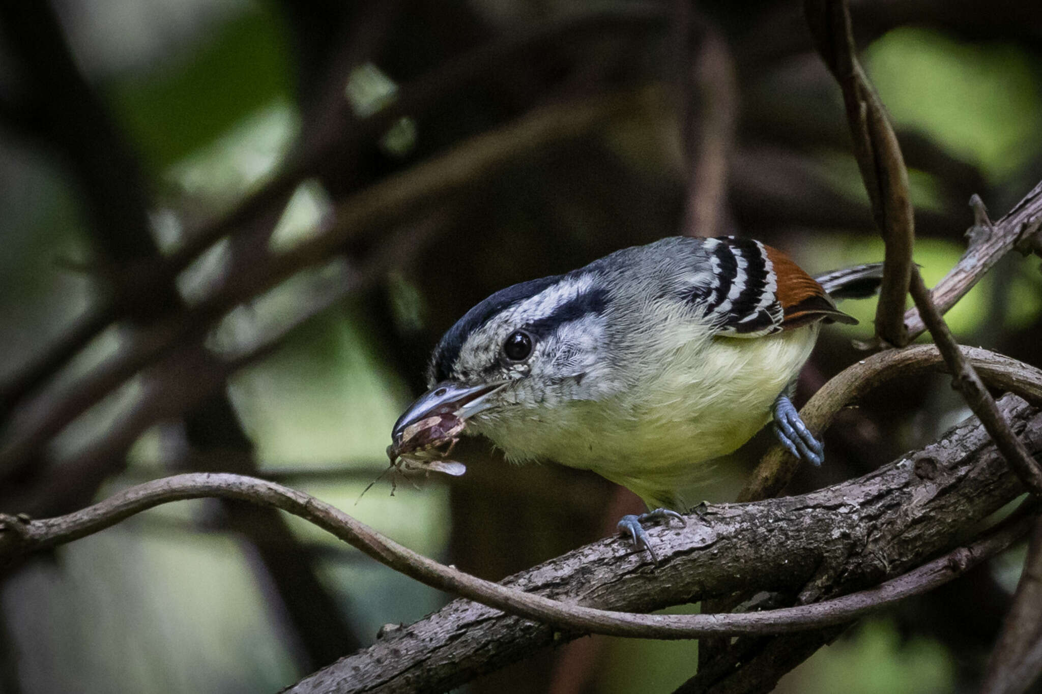 Image of Rufous-winged Antwren