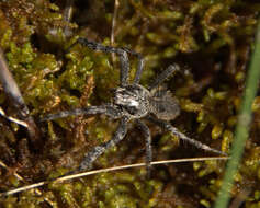 Image of Araneus saevus (L. Koch 1872)