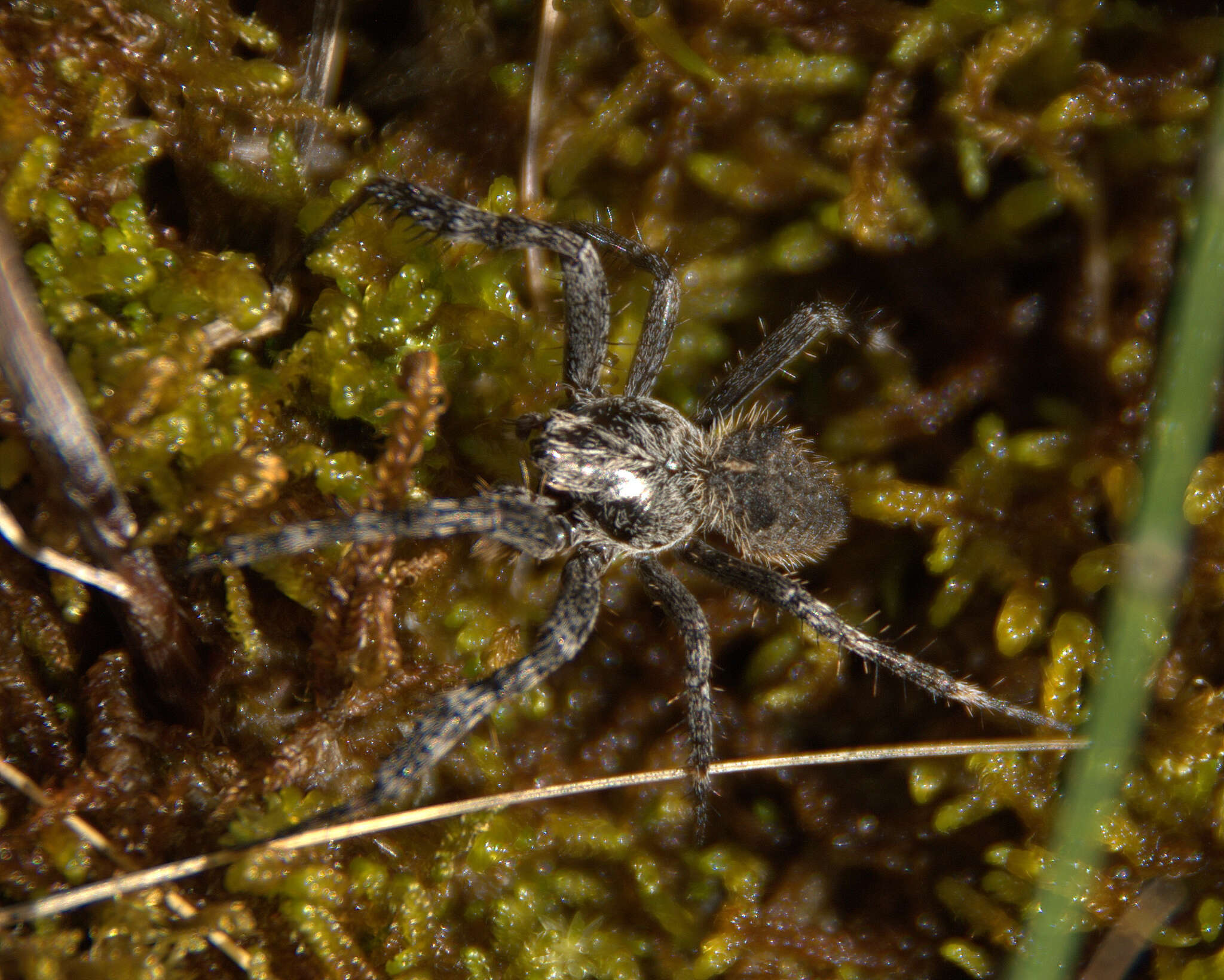 Image of Araneus saevus (L. Koch 1872)