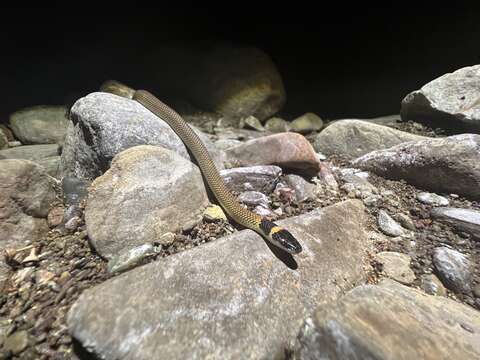 Image of Red-naped Snake