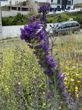 Image of Echium tuberculatum Hoffmanns. & Link