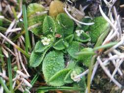 Image de Myosotis brevis de Lange & Barkla