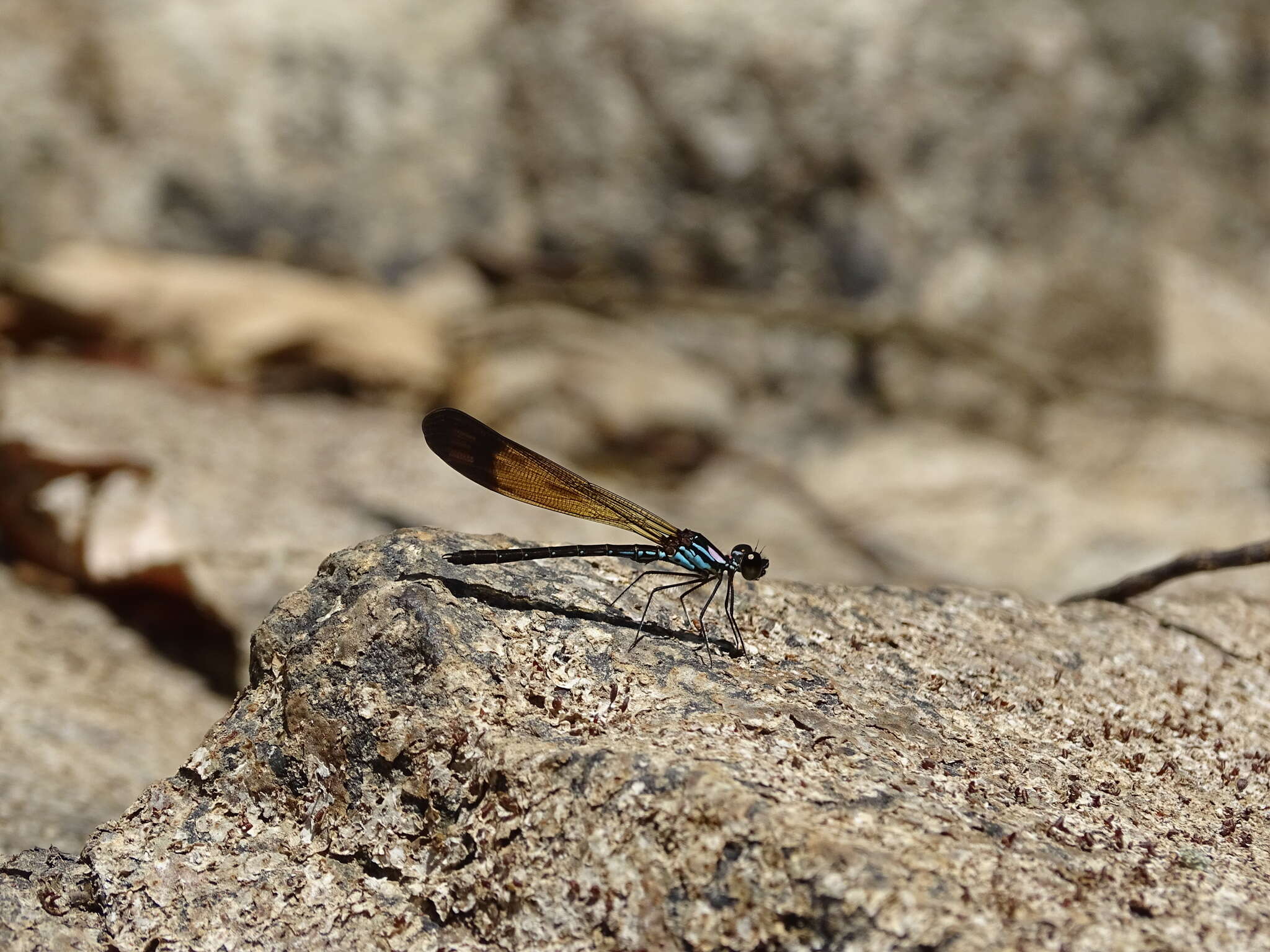 Image of Heliocypha biforata (Selys 1859)