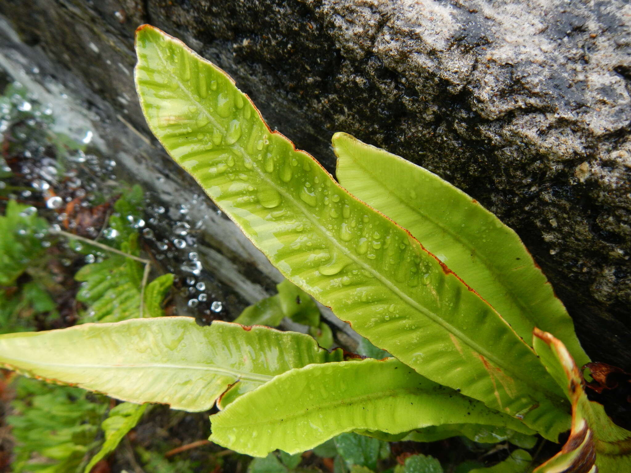 Image of Hart's tonguefern