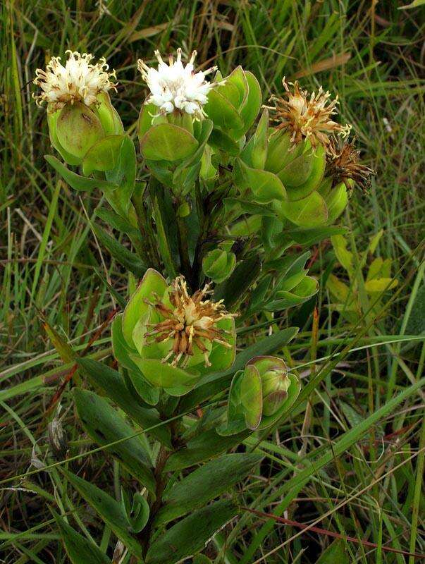 Image of Lopholaena disticha (N. E. Br.) S. Moore