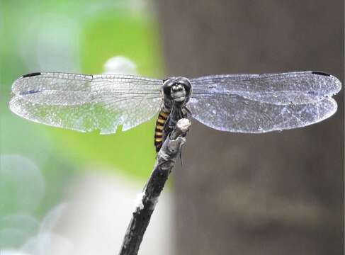 Image of Lyriothemis elegantissima Selys 1883