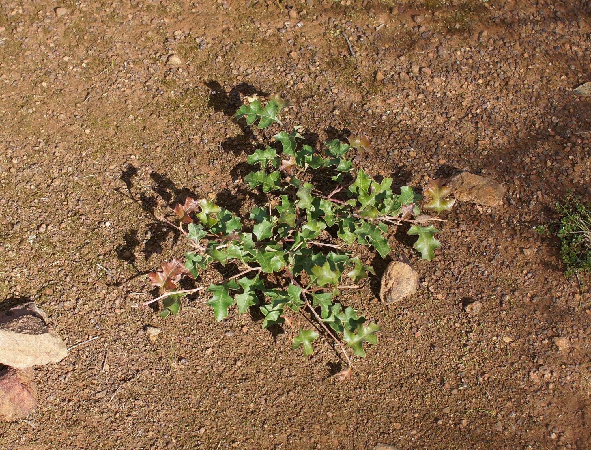 Plancia ëd Grevillea steiglitziana N. A. Wakefield