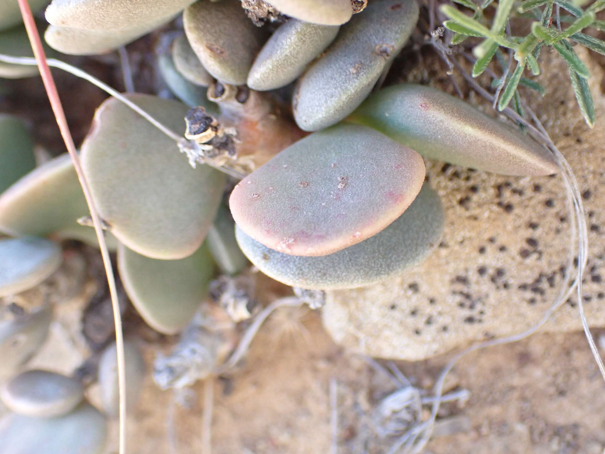 Image of Adromischus liebenbergii Hutchison