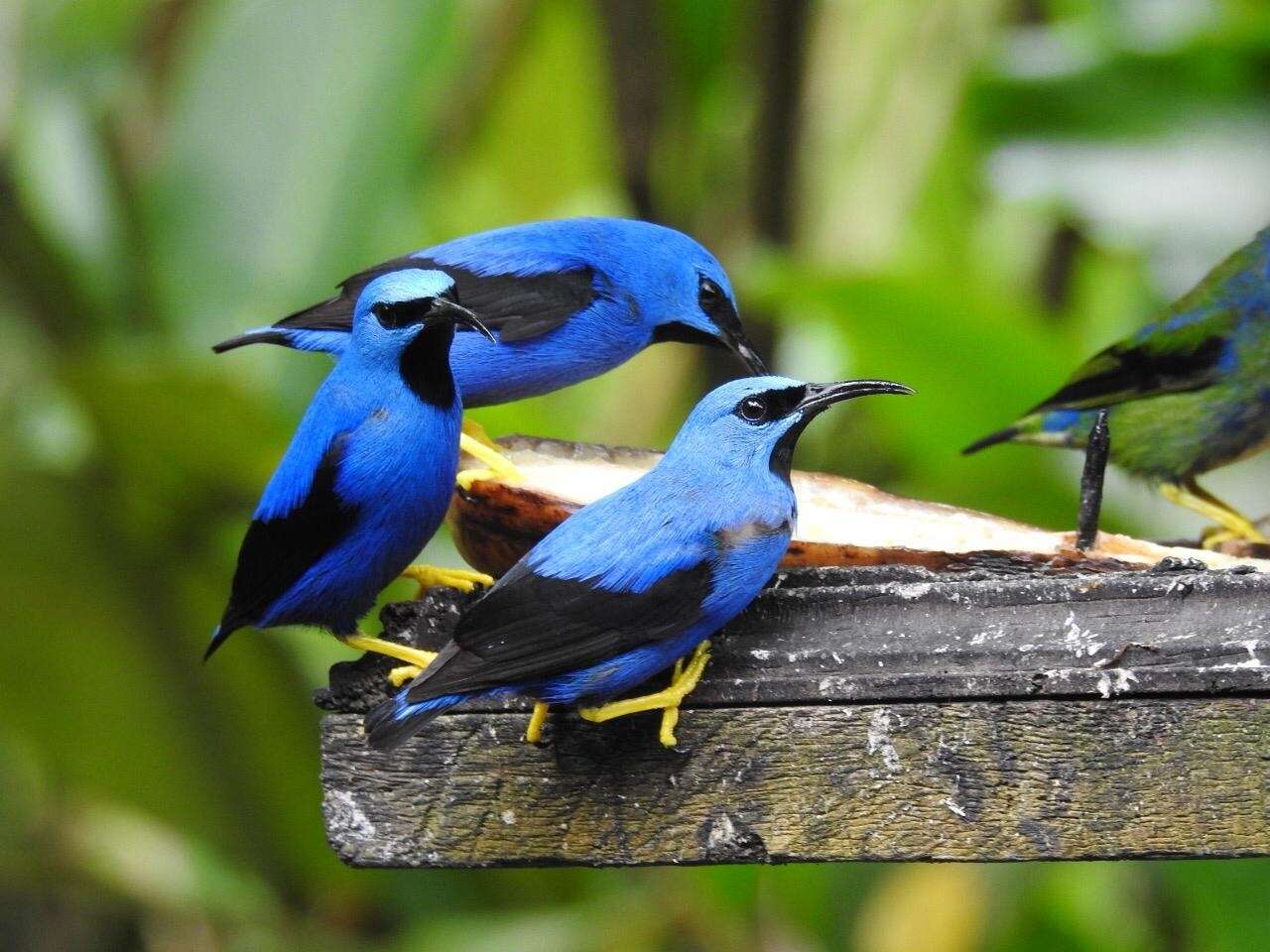 Image of Shining Honeycreeper