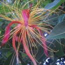 Image de Adansonia madagascariensis Baill.