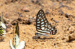 Image de Graphium arycles (Boisduval 1836)